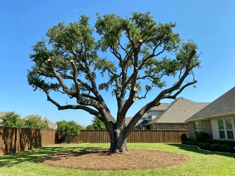 Tree service work.